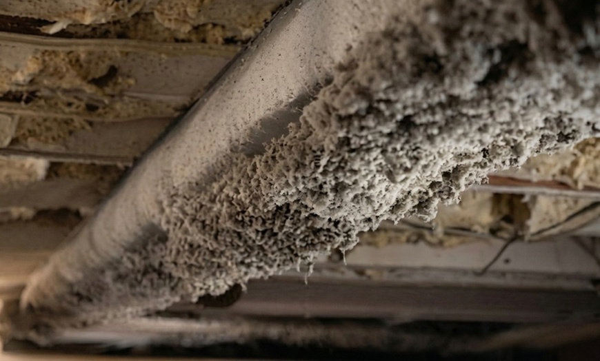 Image 3: Comprehensive Home Wellness Packages: Mold, Air Quality & Dryer Safety