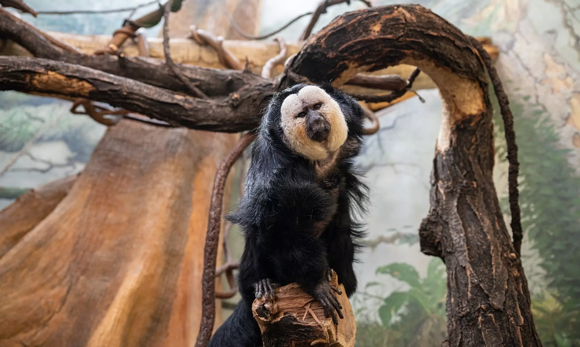 Admission for One Child or Adult to Central Park Zoo