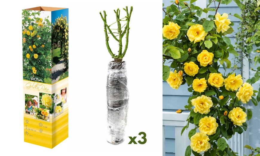 Image 4: Plants de roses grimpantes 