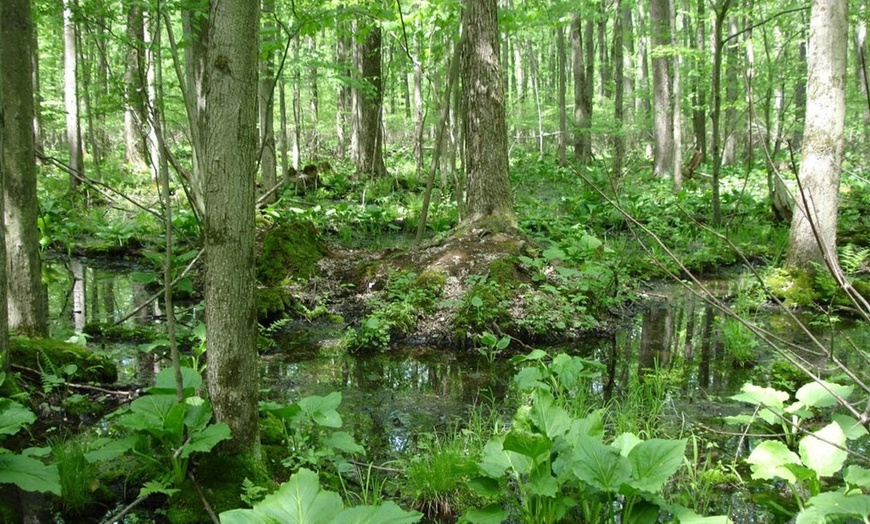 Image 5: Up to 30% Off Scenic Boat Tours on Caddo Lake