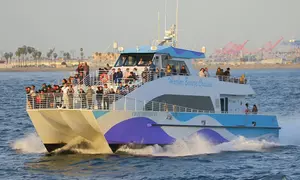 Whale Watching & Harbor Tour Deals - Up to 45% Off