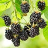 Image 7: Blackberry Growers Choice Blackberry Cultivars