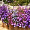 Image 1: 10 or 20 Lobelia Trail Away Mix Plants