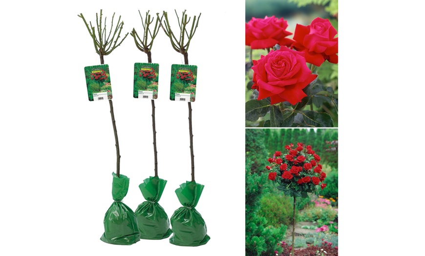 Image 3: Semis de buissons de roses XXL dans divers coloris