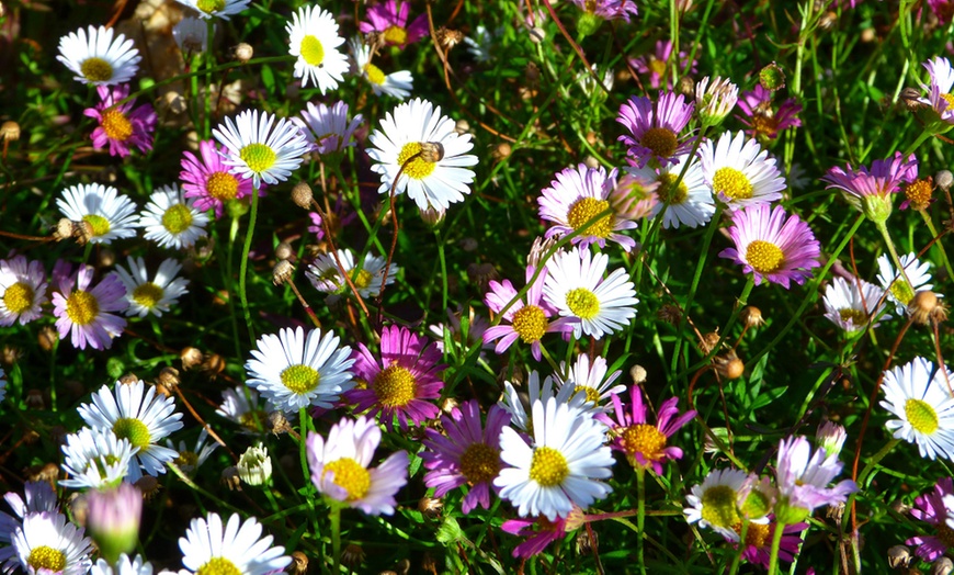Image 2: Perennial Daisy Erigeron karvinskianus - 1, 2 or 3 Potted Plants