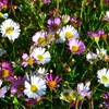 Image 2: Perennial Daisy Erigeron karvinskianus - 1, 2 or 3 Potted Plants