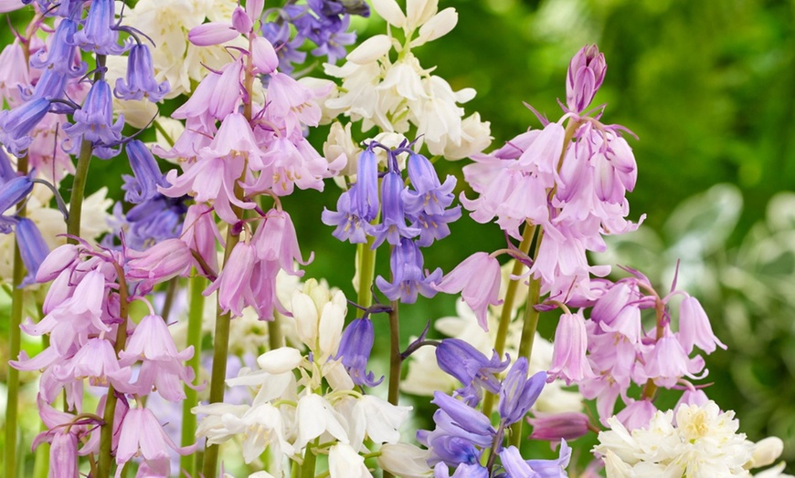 Image 6: Pack de bulbos de jacintos a elegir para jardín