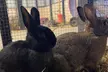 Get Admission to Petting Zoo and Round of Mini Golf for 1, 2, 4, or 6 People (Up to  35% Off) - Second Medium