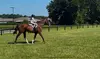 Up to 20% Off on Horse Back Riding at Crosspoint Equestrian