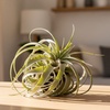 Image 1: 5 Pack Air Plant Bundle and Tillandsia Air Plant Xerographica in 1, 3, and 5 pack options with Free Shipping Up to 15%Off