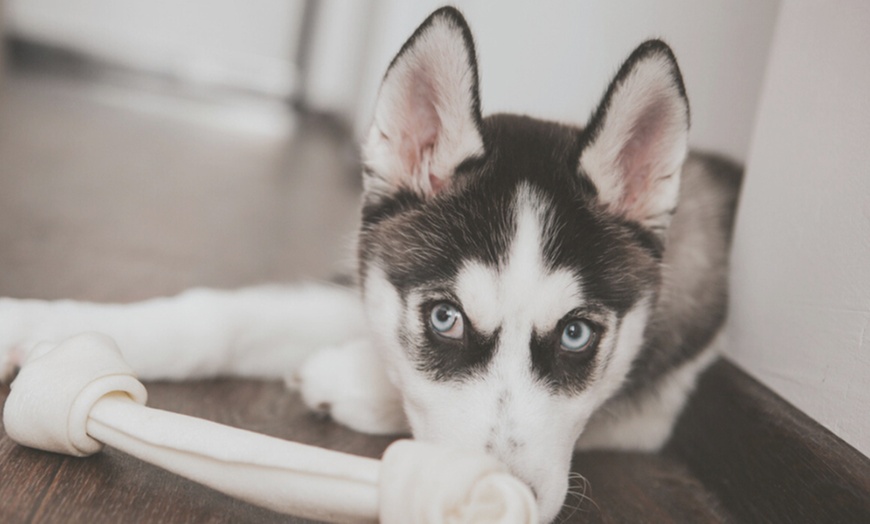 Image 2: Husky-Wanderung für Familien: 1–2 Erwachsene & 1–3 Kinder