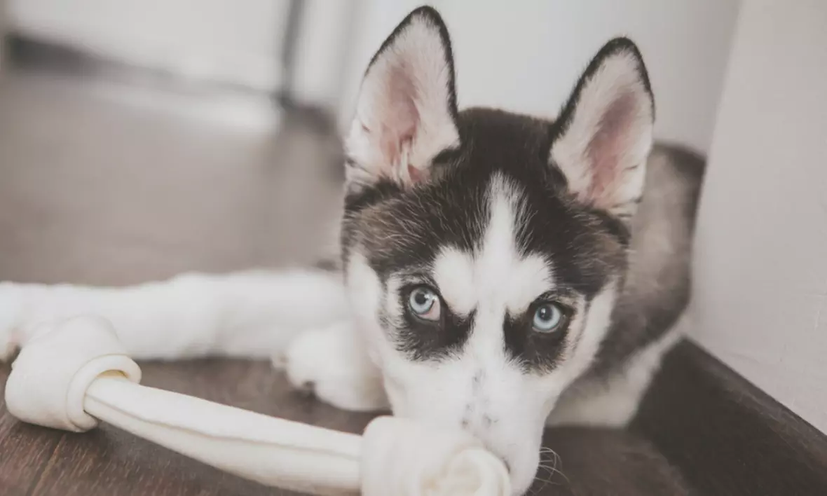 Husky-Wanderung für Familien: 1–2 Erwachsene & 1–3 Kinder