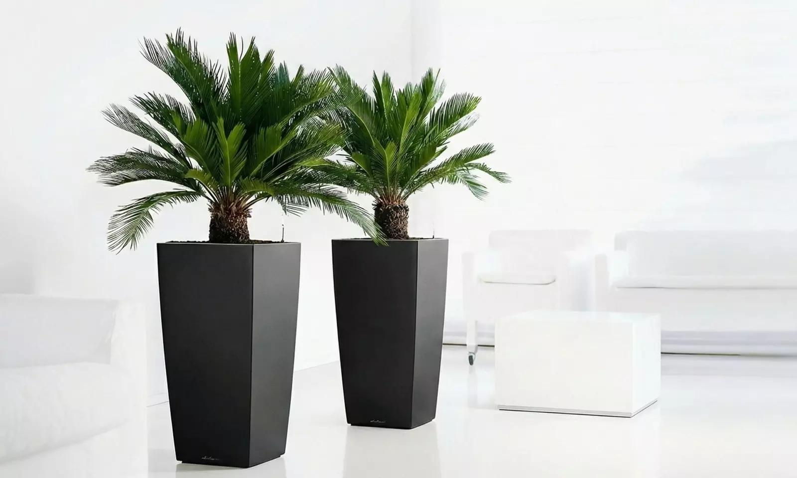 1x oder 2x Japanischer Sagopalmfarn (Cycas Revoluta) - Primary Image