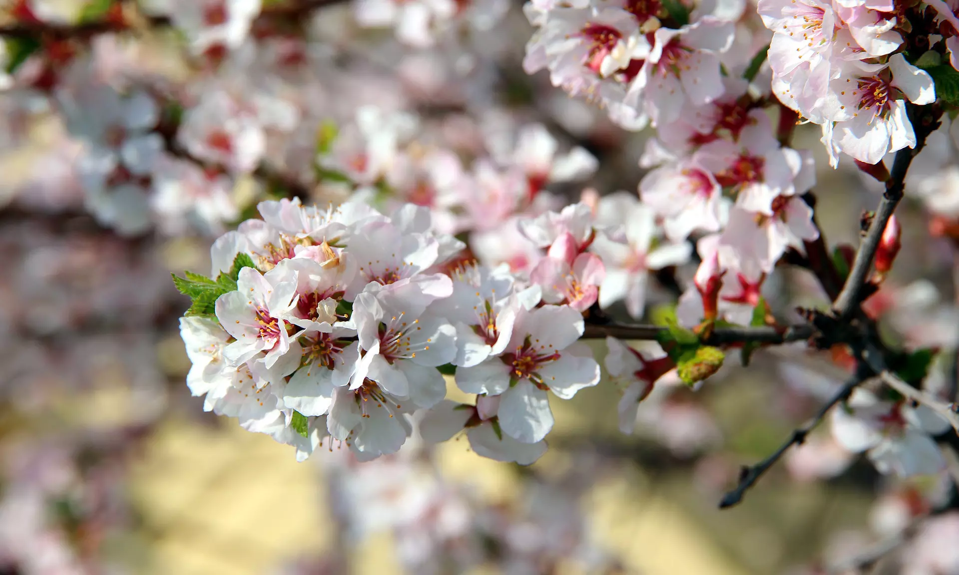 3x oder 5x Set Obstbäume