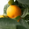 Image 4: Plants de citronnier ou oranger calamondin