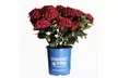 Live Hydrangea Outdoor Plants - Perennial Shrubs with Vibrant Reblooming Flowers in Quart, 1 or 2 Gallon Sizes, Multiple Varieties, Free Shipping (Up to 24% Off) - Second Medium