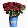 Image 3: Hydrangeas in Quart, 1 Gallon, and 2 Gallon Sizes with Free Shipping (Up to 15% Off)