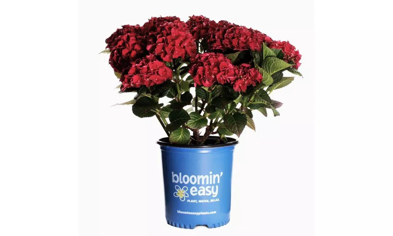 Hydrangeas in Quart, 1 Gallon, and 2 Gallon Sizes with Free Shipping (Up to 24% Off)
