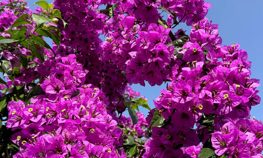 Image 4: YouGarden Bougainvillea Bush