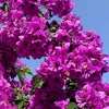 Image 4: YouGarden Bougainvillea Bush