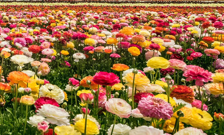 Image 5: 25 or 50 Ranunculus Spring Flowering Bulbs