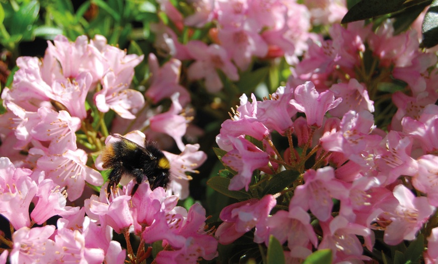 Image 2: Rhododendron Bloombux Nugget