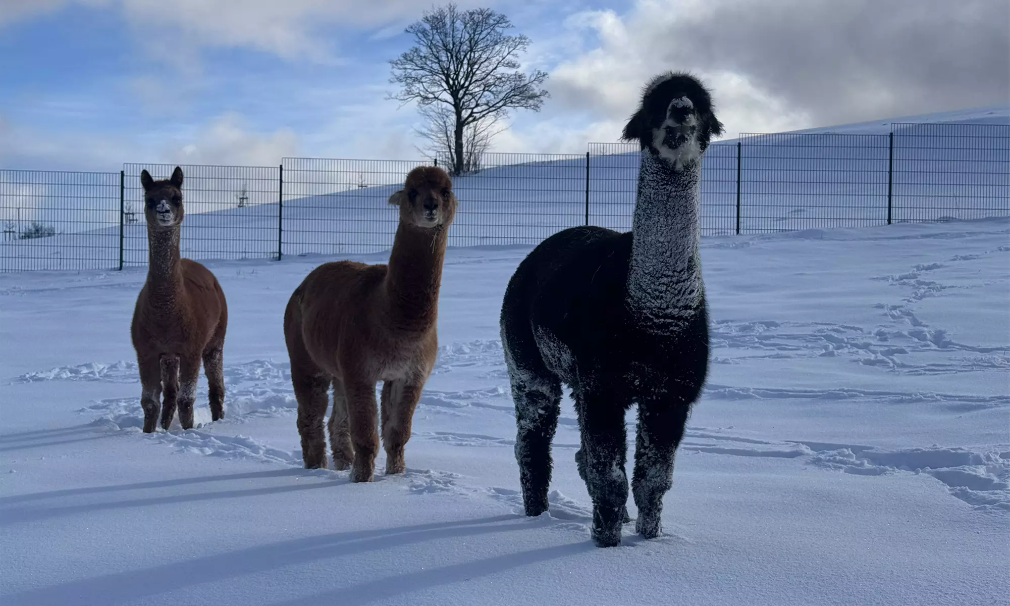 Winterberg: Frühstück, Dinner, Wellness & Alpakas – Kurzurlaub für Zwei (2–3 Nächte) im Landhotel Flora & Fauna - Primary Image