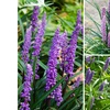 Image 3: Lot de 4 ou 8 plants de Liriope Muscari
