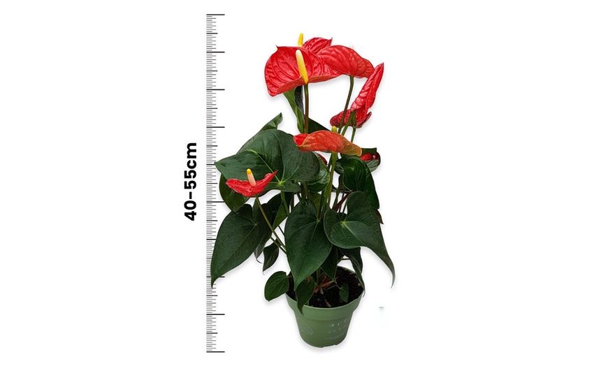 Image 11: Anthurium