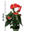 Image 11: Anthurium