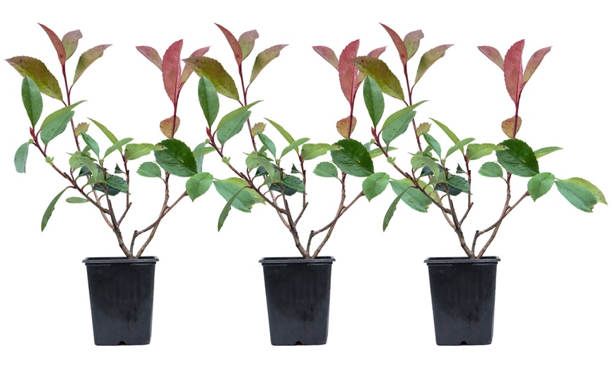 Image 9: Photinia 'Red Robin' - Standard Tree or Potted Plants
