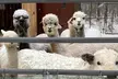 Up to 53% Off on One Hour Petting Animals & Farm Tour for One, Two, or Four at Acres of Joy Ranch - Second Medium