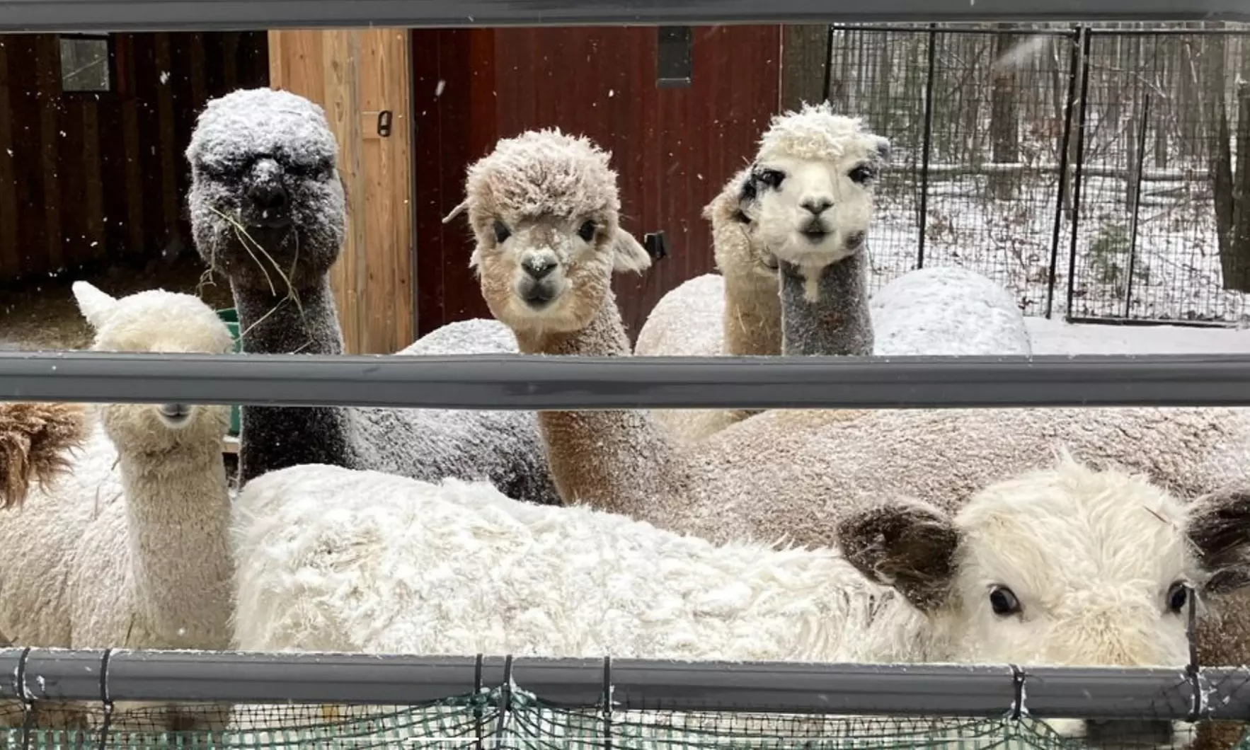 Experience One Hour Petting Animals & Farm Tour for One, Two, or Four