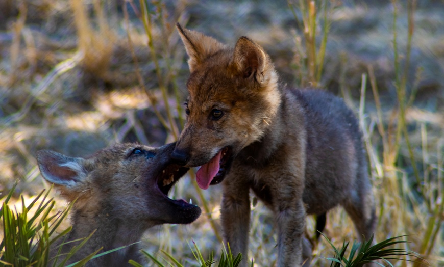 Image 4: Entrada al Lobo Park Antequera con guía experto y vistas a El Torcal