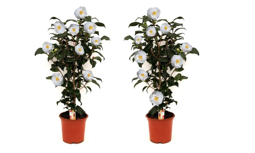 Image 9: 1 oder 2 japanische Rosen-Sträucher "Camellia japonica" XL