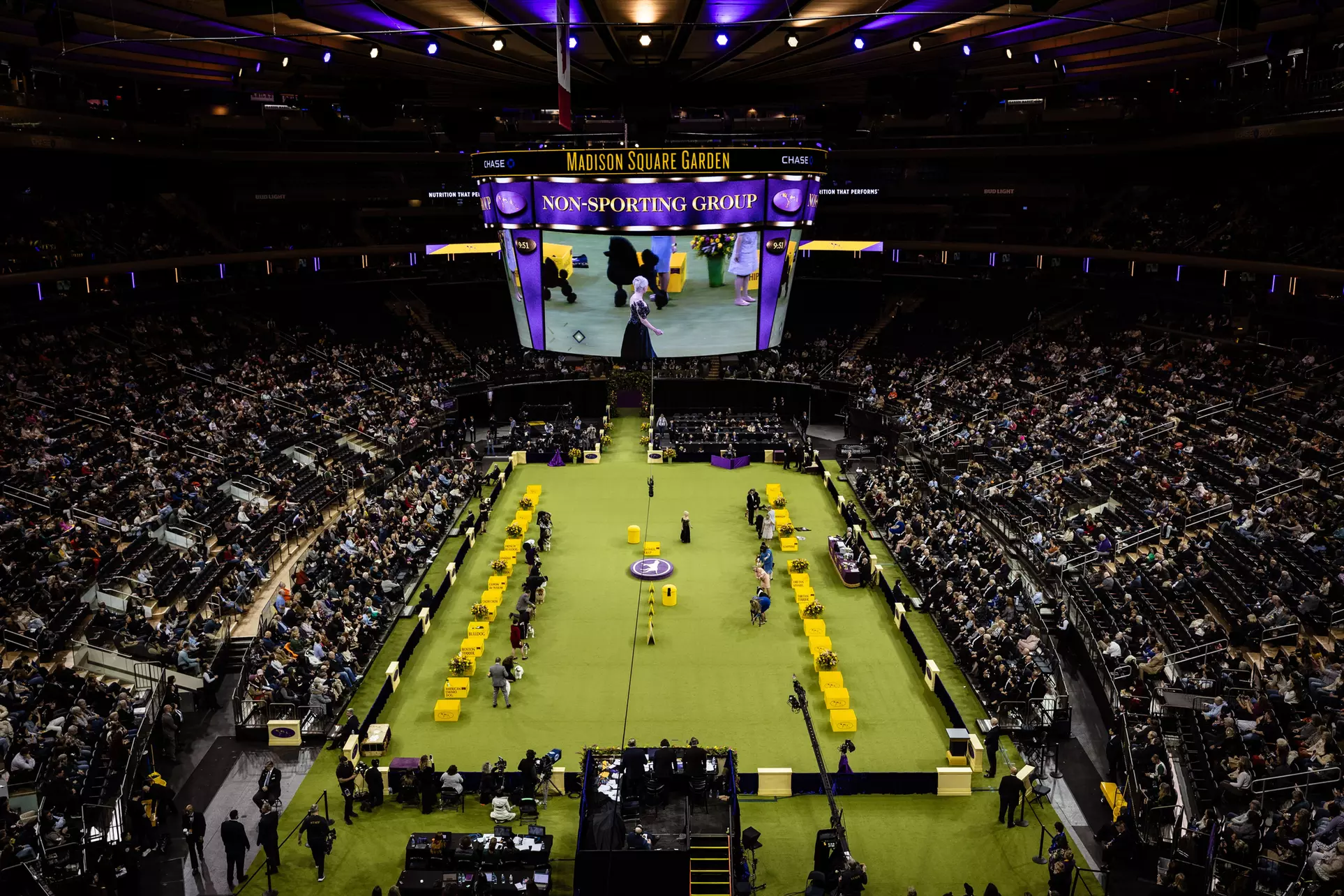 150th Westminster Kennel Club Dog Show (February 2-3) - Primary Image