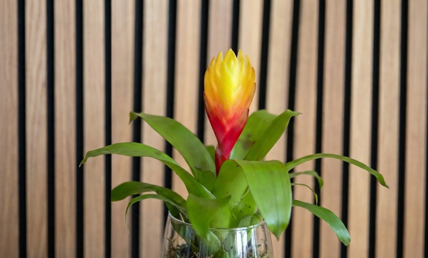 Image 5: Plante d’intérieur exotique Vriesea 'Dorado' en pot plastique