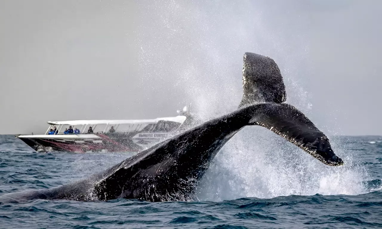 Weekday/Weekend Express 3 Hour Whale Watching Cruise with Refreshments (Up to 26% Off) - Second Medium