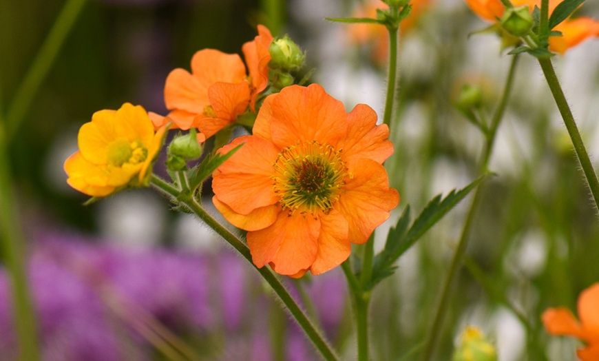 Image 2: Up to Three Geum 'Totally Tangerine' Potted Plants in 9cm Pot