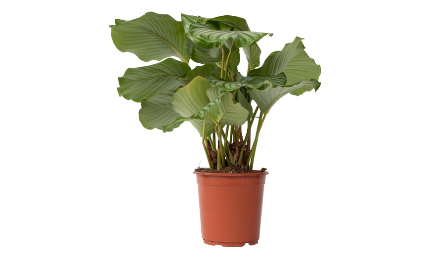 Image 3: Plante "Calathea"
