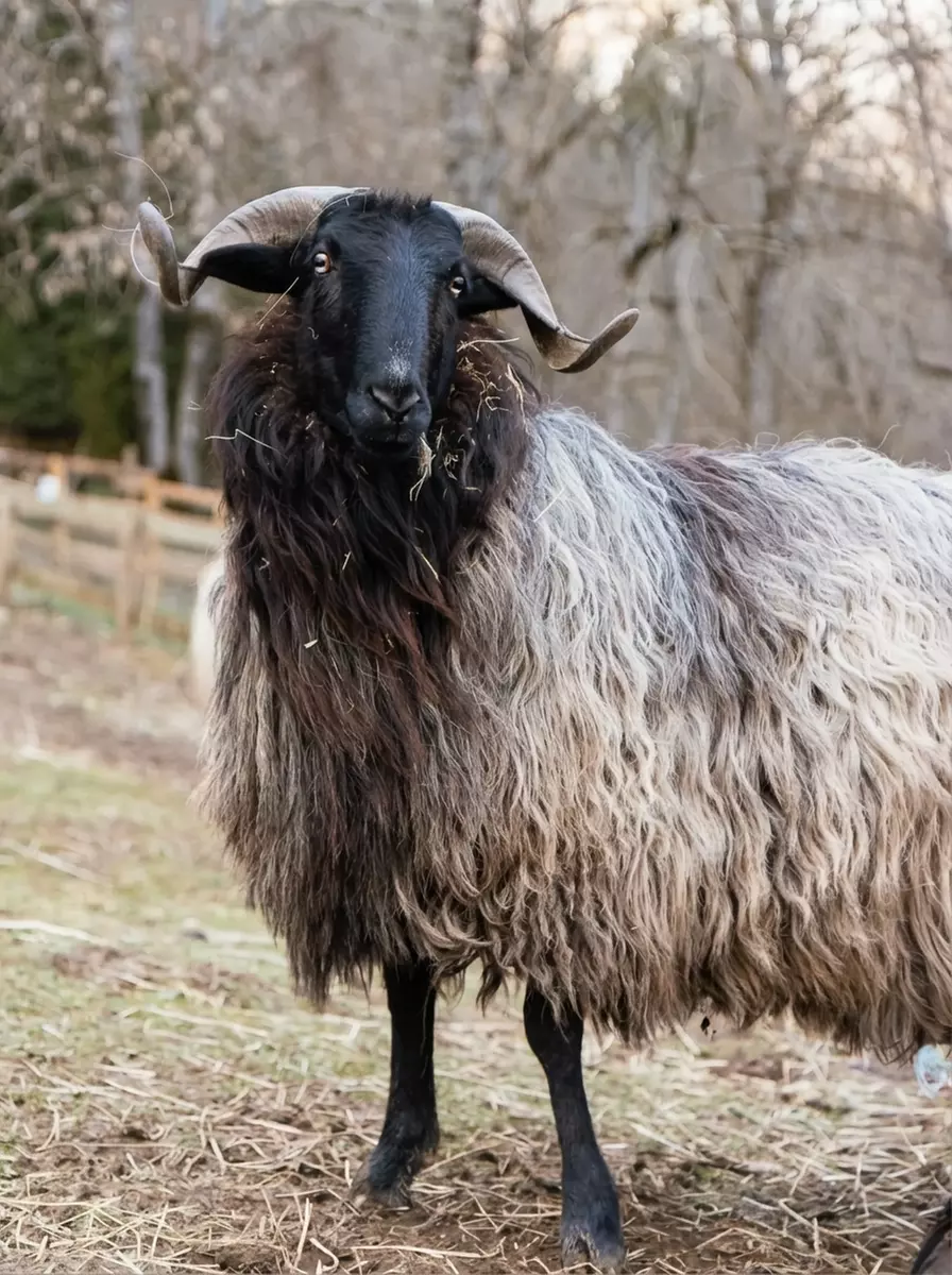 Entrée pour le Parc’Ours : balade nature et animaux des Pyrénées