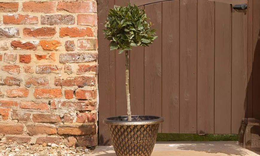 Image 3: YouGarden Two-Pack Easy Care Standard Bay Trees with Tulipa Planters
