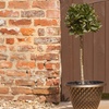 Image 3: YouGarden Two-Pack Easy Care Standard Bay Trees with Tulipa Planters