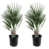 Image 4: 1 ou 2 plants de palmiers Chamaerops Humilis en pot