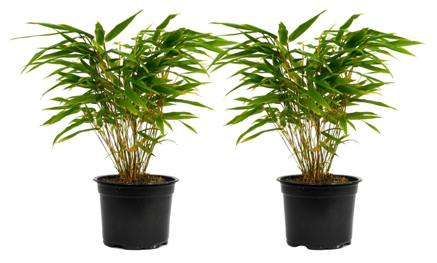 Image 6: Plant de bambou Fargesia non prolifère 