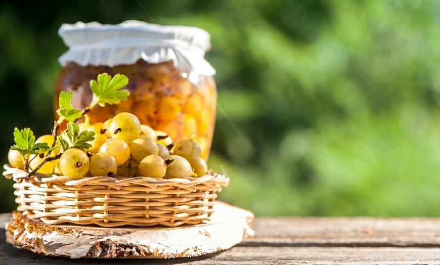 Image 3: Gooseberry Fruit Collection