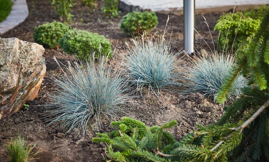 Image 3: 4 of 8 potjes Festuca glauca 'Elijah Blue'