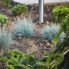 Image 3: 4 of 8 potjes Festuca glauca 'Elijah Blue'