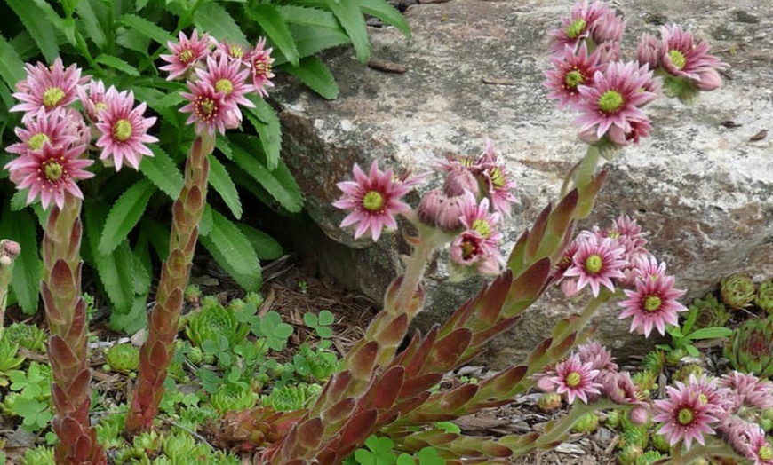 Image 7: Set de plantes Sempervivum