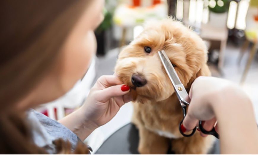 Image 4: Pamper Your Pup with a Full Groom, Bath & Blow-Dry Long or Double Coat
